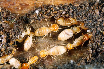 termite-control1